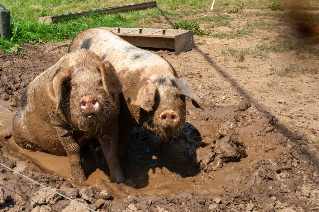 Two pigs in their muck